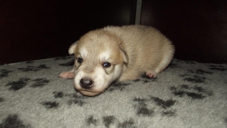 American Wolfdog puppy