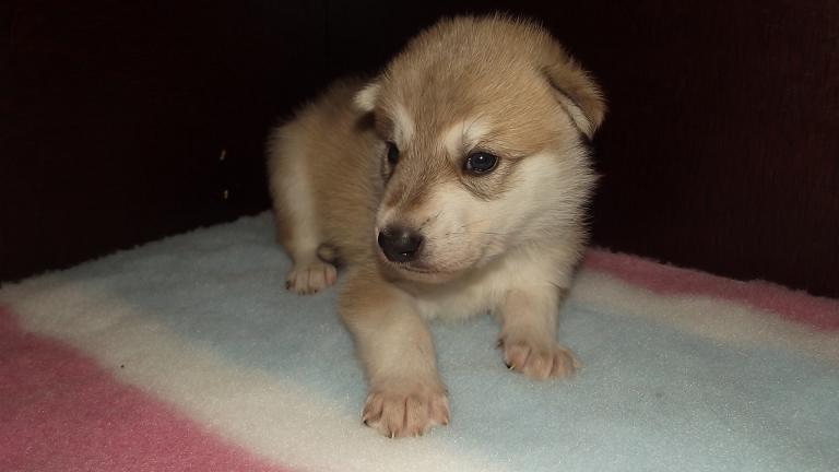 AWH Welpe AWH Welpe