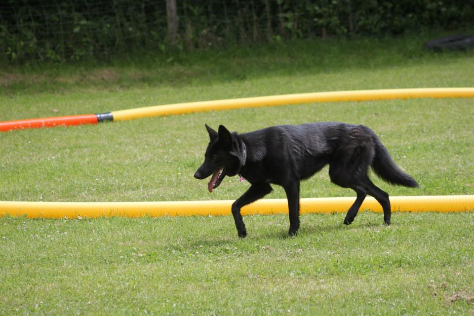 Esaya Lycaner Wolfdog, copyright © Nikolas Jebens