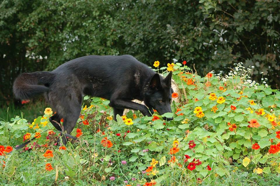 Esaya Lycaner Wolfdog, copyright © Iris Scholz