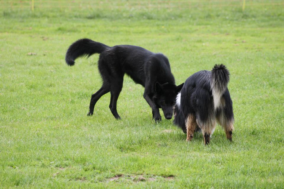 Esaya Lycaner Wolfdog, copyright © Nikolas Jebens