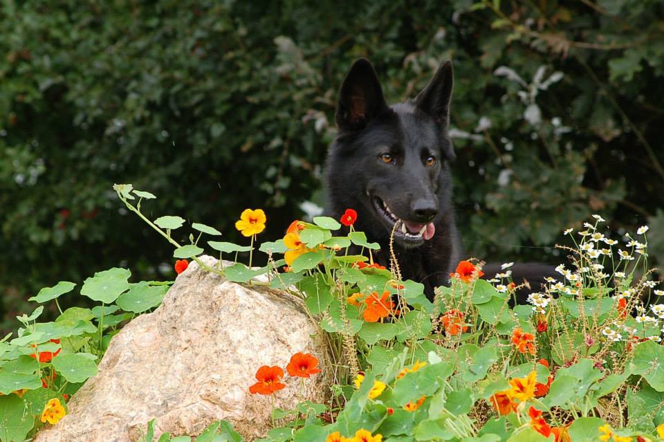 Esaya Lycaner Wolfdog, copyright © Iris Scholz