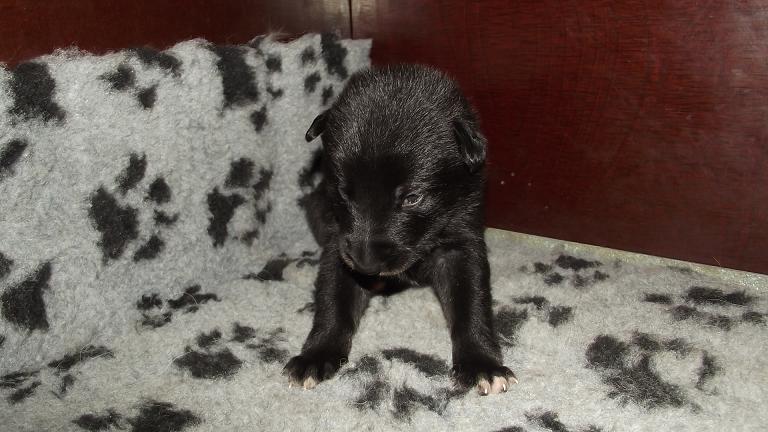 American Wolfdog puppy