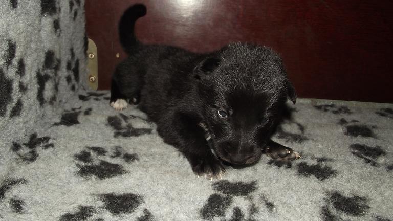 American Wolfdog puppy