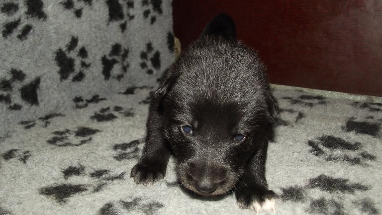 American Wolfdog puppy