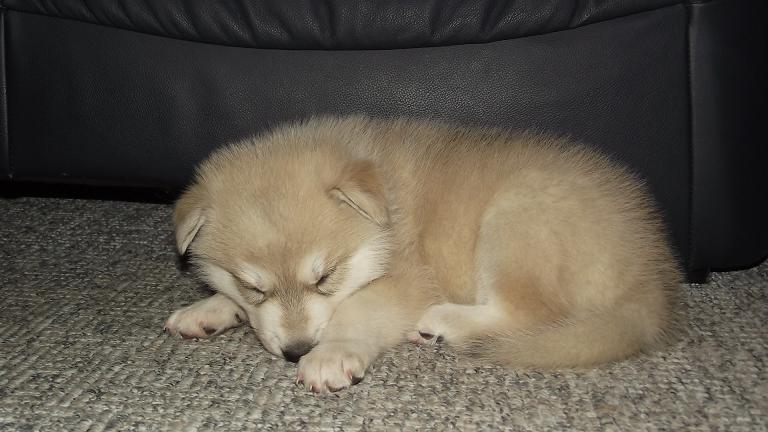 wolfdog puppy wolfdog puppy