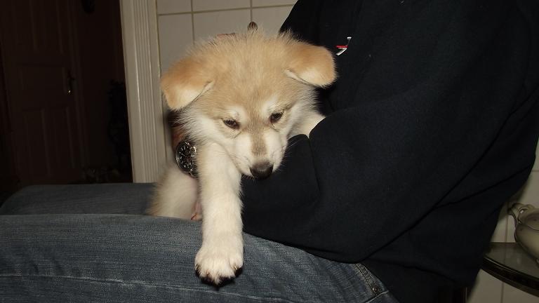 Amerikanischer Wolfshund Welpe Amerikanischer Wolfshund Welpe