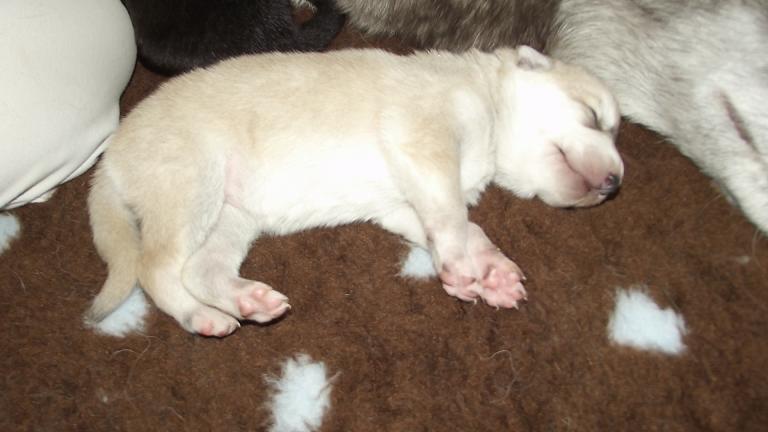Ethain Lycanis Wolfdog® Ethain Lycanis Wolfdog®