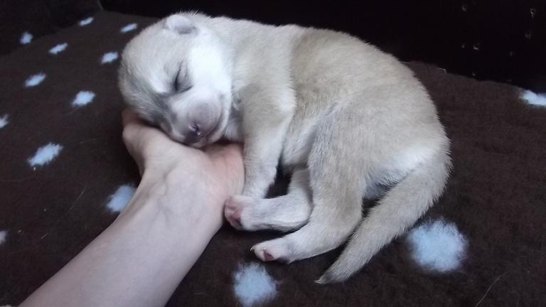 Amerikanischer Wolfshund Amerikanischer Wolfshund
