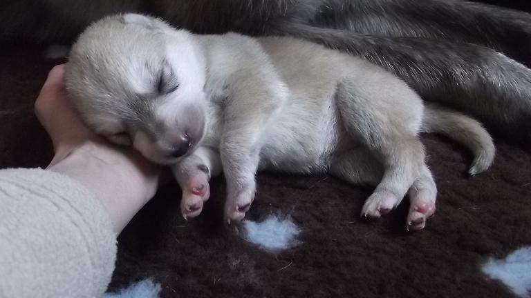Amerikanischer Wolfshund Amerikanischer Wolfshund