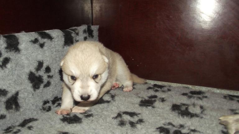 American Wolfdog puppy