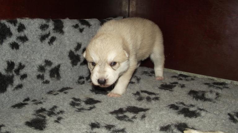 American Wolfdog puppy