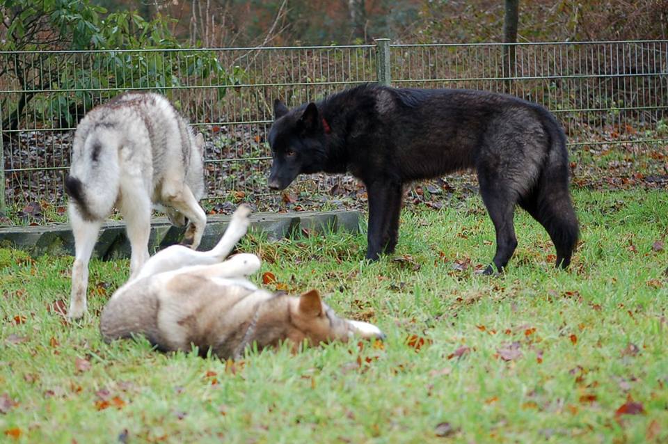 Wolfhund Evoy Lycanis Wolfdog®