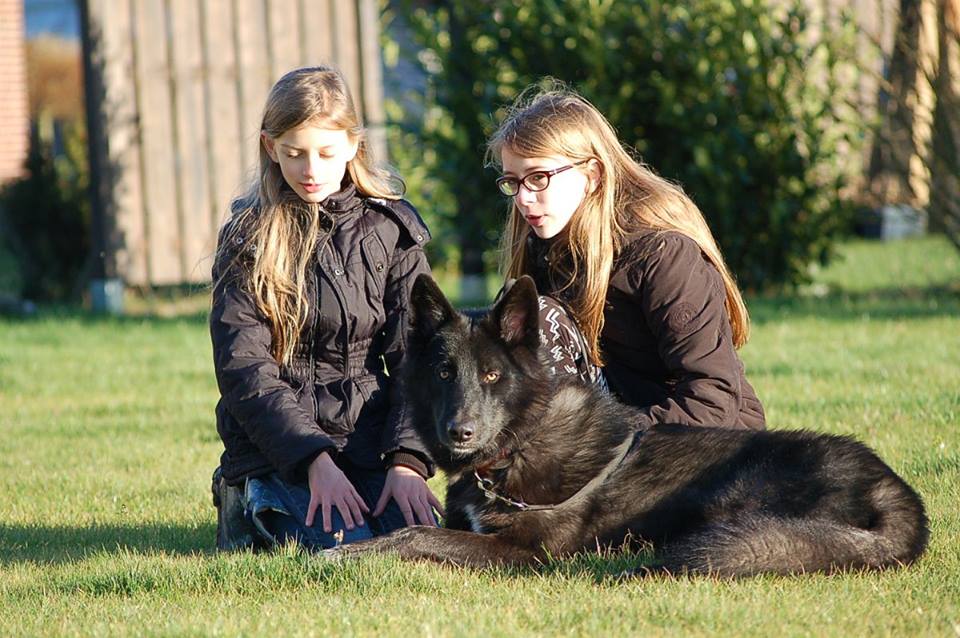 Wolfshund Evoy Lycanis Wolfdog®