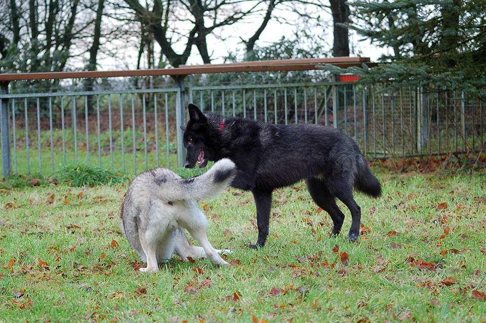 Wolfshund Evoy Lycanis Wolfdog®