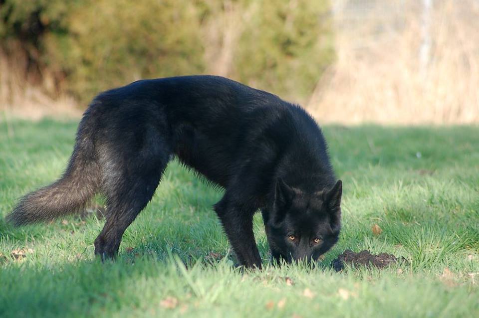 Evoy Lycanis Wolfdog®