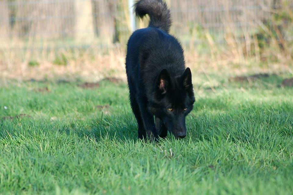 Evoy Lycanis Wolfdog® Evoy Lycanis Wolfdog®