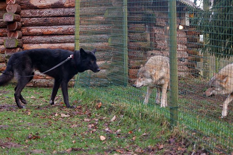 Wolfshund Evoy Lycanis Wolfdog®