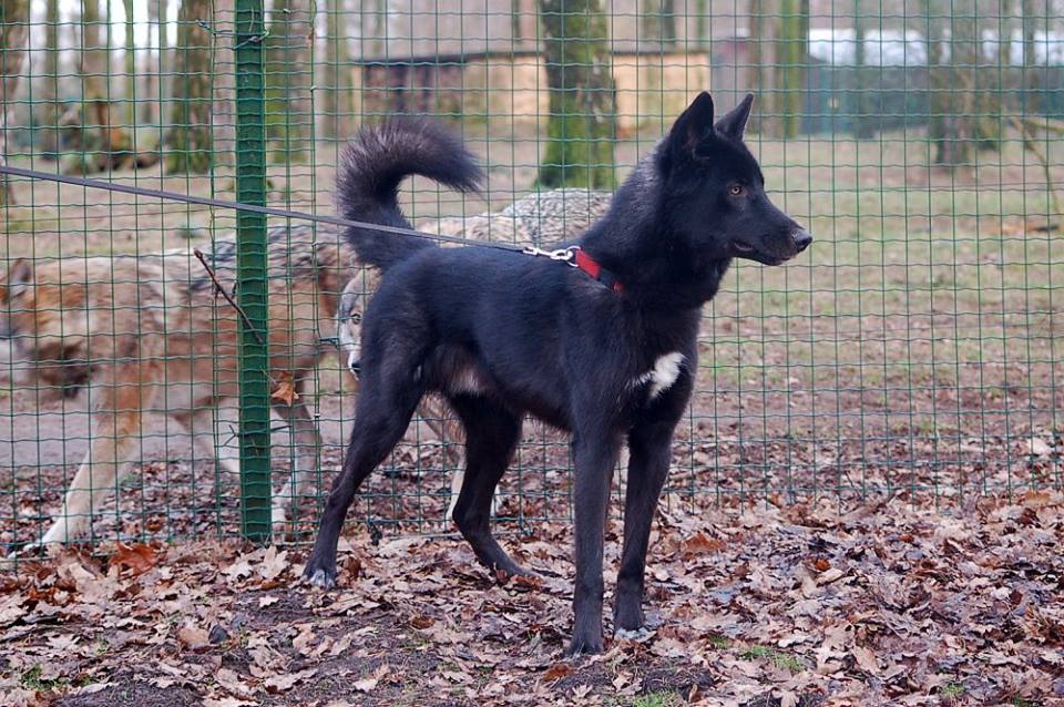 Wolfshund Evoy Lycanis Wolfdog®