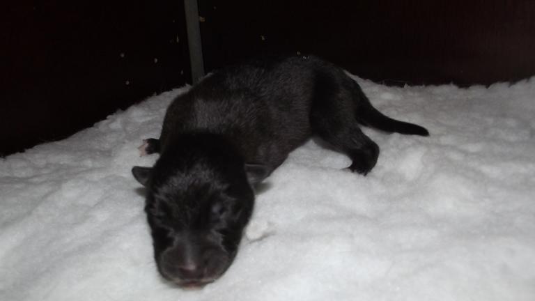 Lycanis Wolfdog® Lycanis Wolfdog®