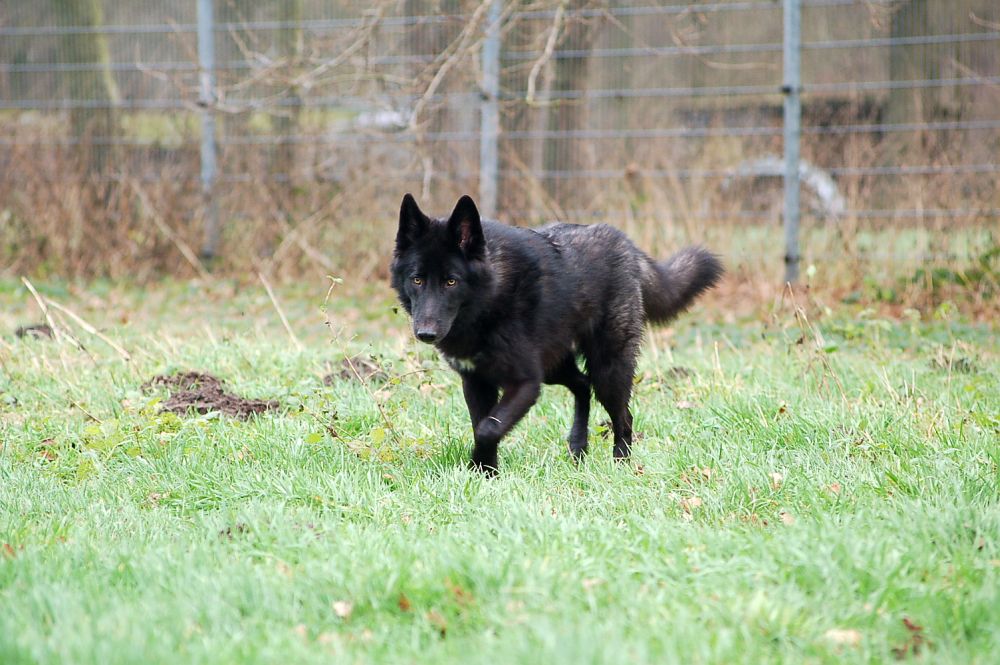 Wolfhund Evoy Lycanis Wolfdog®