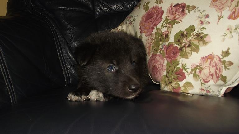 wolfdog puppy wolfdog puppy