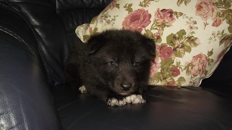 wolfdog puppy wolfdog puppy