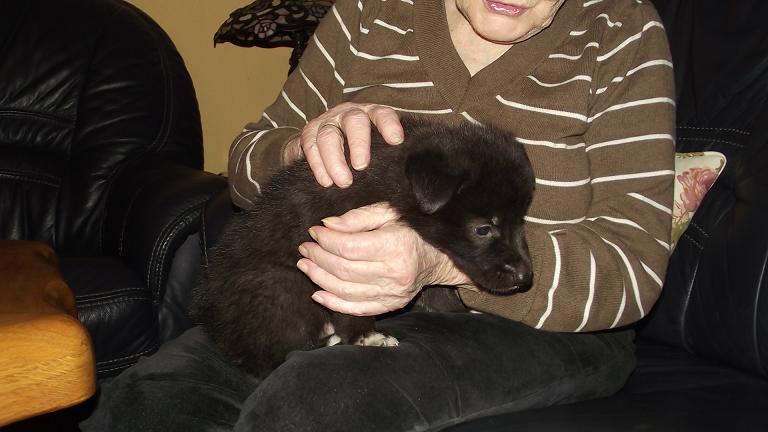 wolfdog puppy wolfdog puppy