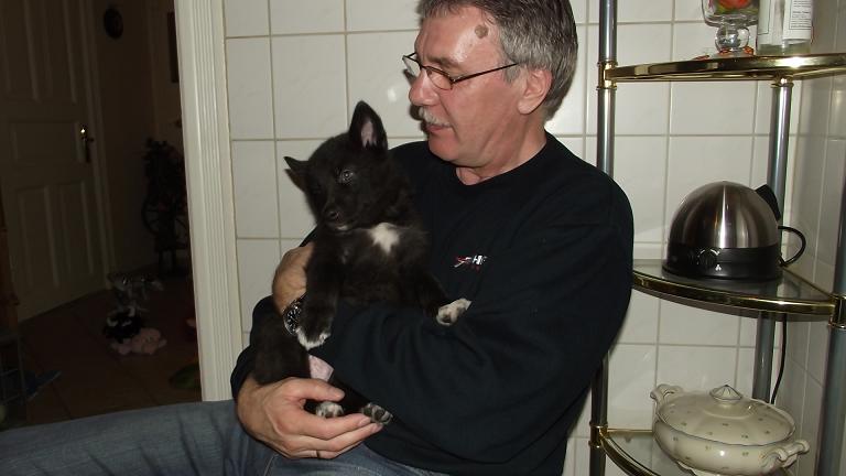 Amerikanischer Wolfshund Welpe Amerikanischer Wolfshund Welpe