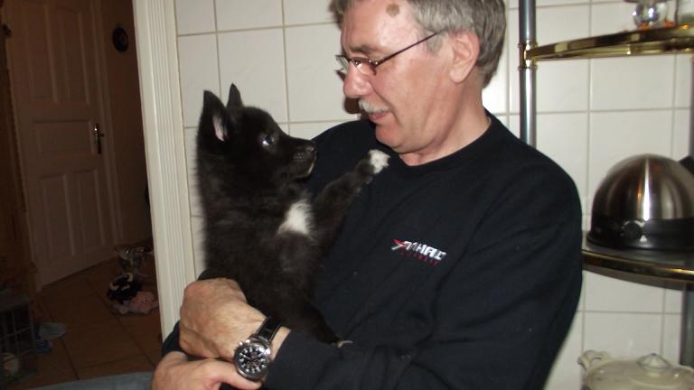 Amerikanischer Wolfshund Welpe Amerikanischer Wolfshund Welpe