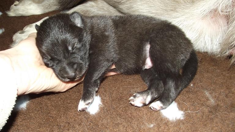 Evoy Lycanis Wolfdog® Evoy Lycanis Wolfdog®