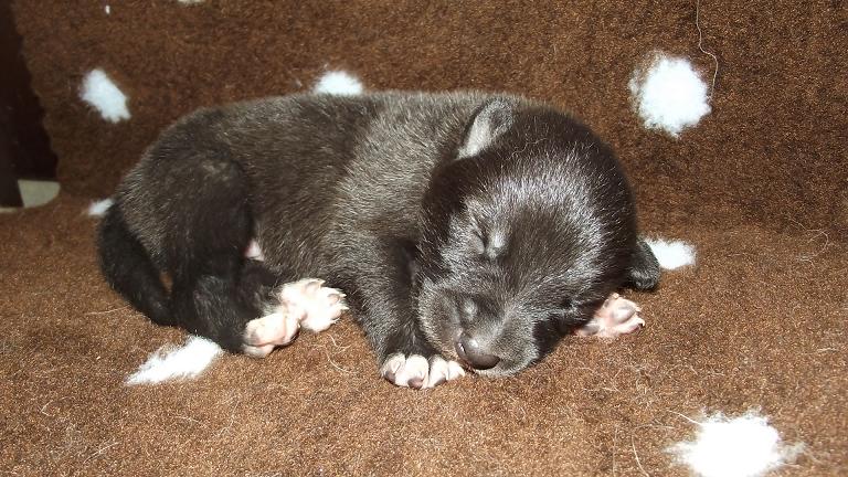 Amerikanischer Wolfshund Amerikanischer Wolfshund