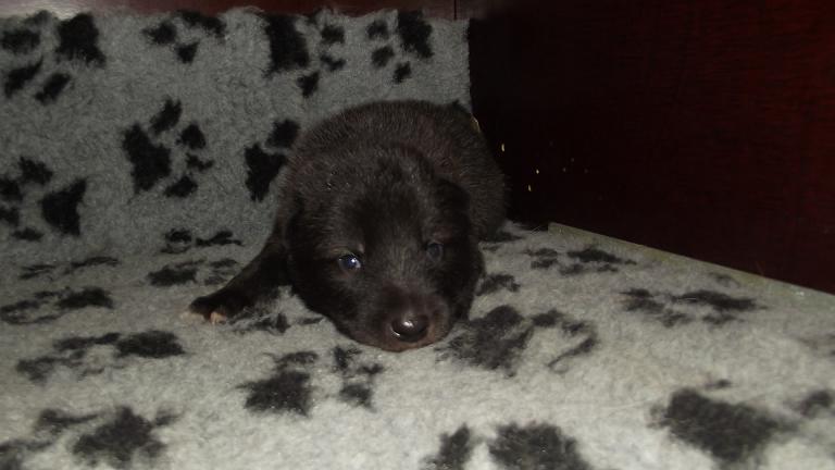 American Wolfdog puppy American Wolfdog puppy