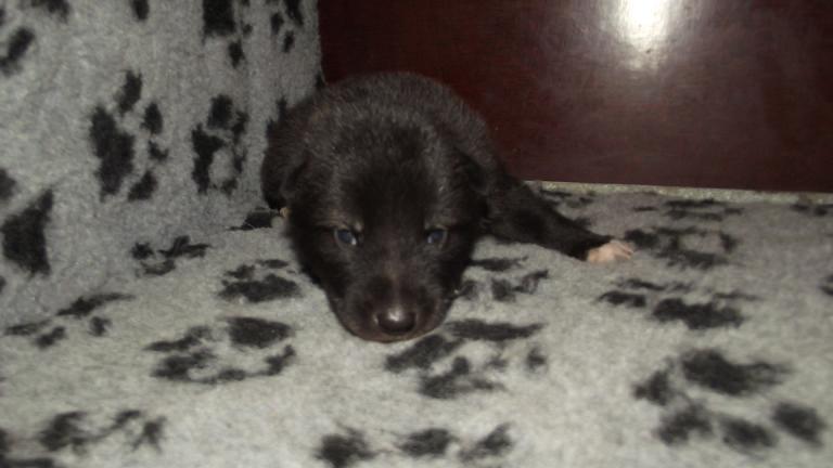 American Wolfdog puppy