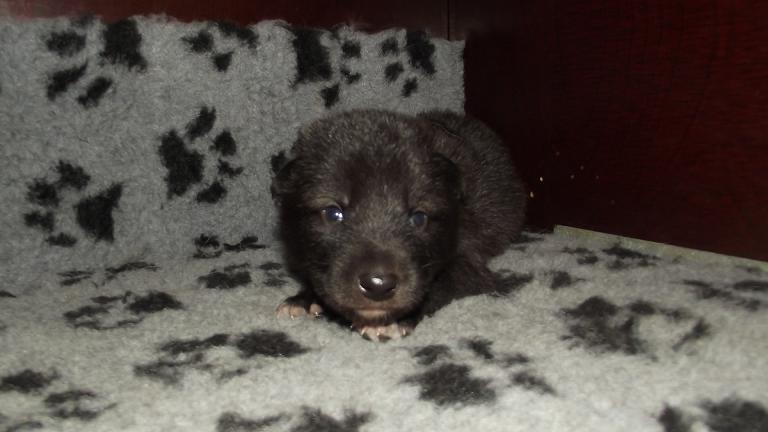 American Wolfdog puppy