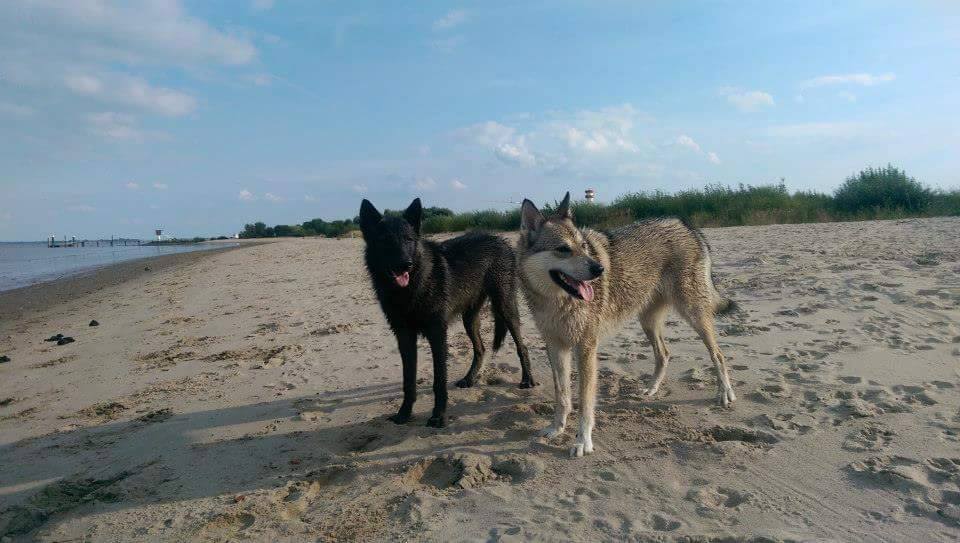 Lycanis Wolfdog®s: links Feanor & rechts Cjallar (Halbschwester)
