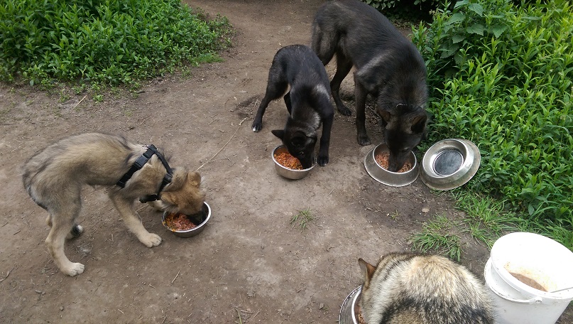 Lycanis Wolfdog®s: links Hilja, Mitte Heria (beides Töchter von Blue Jade) & rechts Feanor, vorne seine Halbschwester Cjallar