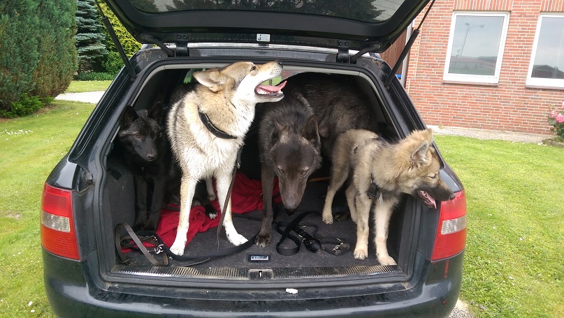 Lycanis Wolfdog®s: von links nach rechts: Heria, Cjallar, Feanor, Hilja