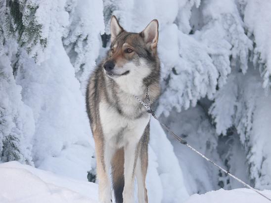 Akai Yuma Lycanis Wolfdog®