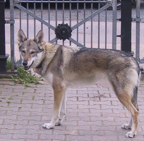 Arwen Maja Lycanis Wolfdog®