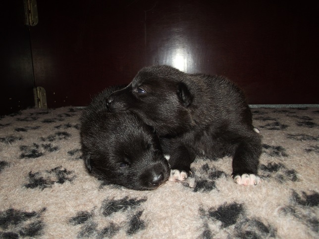 links Ivanhoe, rechts Isabella - wolfdog puppies