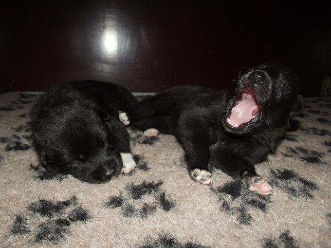links Ivanhoe, rechts Isabella - wolfdog puppies