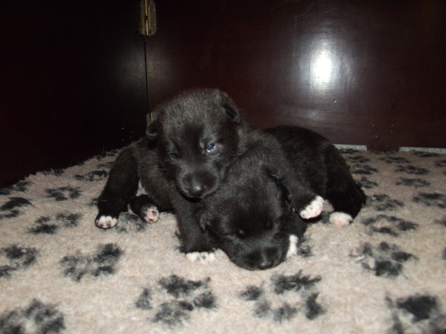 links Isabella, rechts Ivanhoe - wolfdog puppies