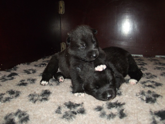 links Isabella, rechts Ivanhoe - wolfdog puppies