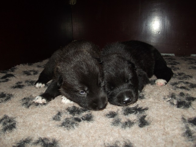 links Isabella, rechts Ivanhoe - wolfdog puppies