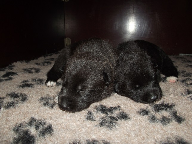 links Isabella, rechts Ivanhoe - wolfdog puppies
