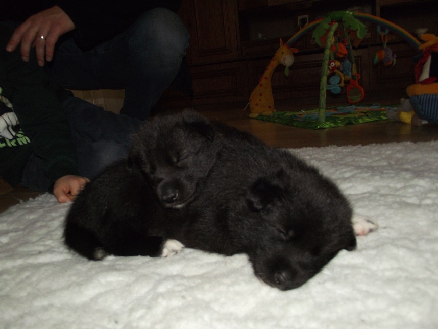 Lycaner Isabella (oben) & Ivanhoe (unten)/ Wolfdogs