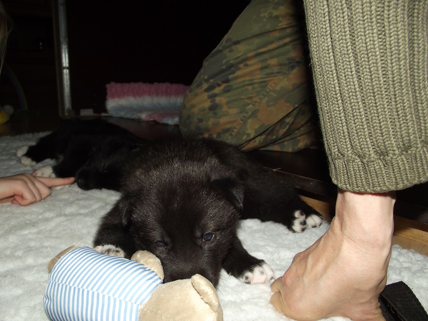 Lycaner Ivanhoe (links) & Isabella (rechts)/ Wolfdogs