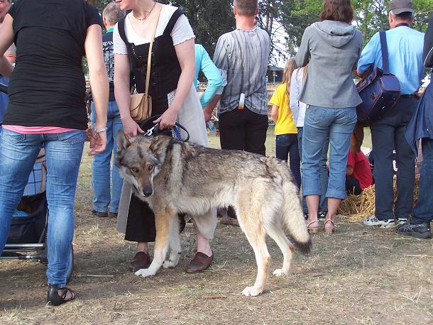 Lycanis Wolfdog®