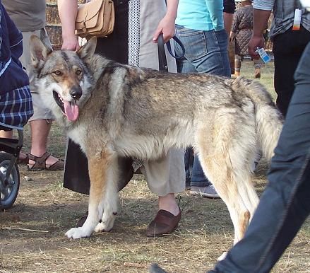 Achak Tala Lycanis Wolfdog®